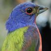 Painted Bunting
